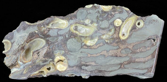 Slab Fossil Teredo (Shipworm Bored) Wood - England #63445